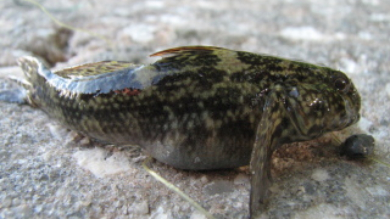 Bathygobius_soporator_aka_Frillfin_Goby
