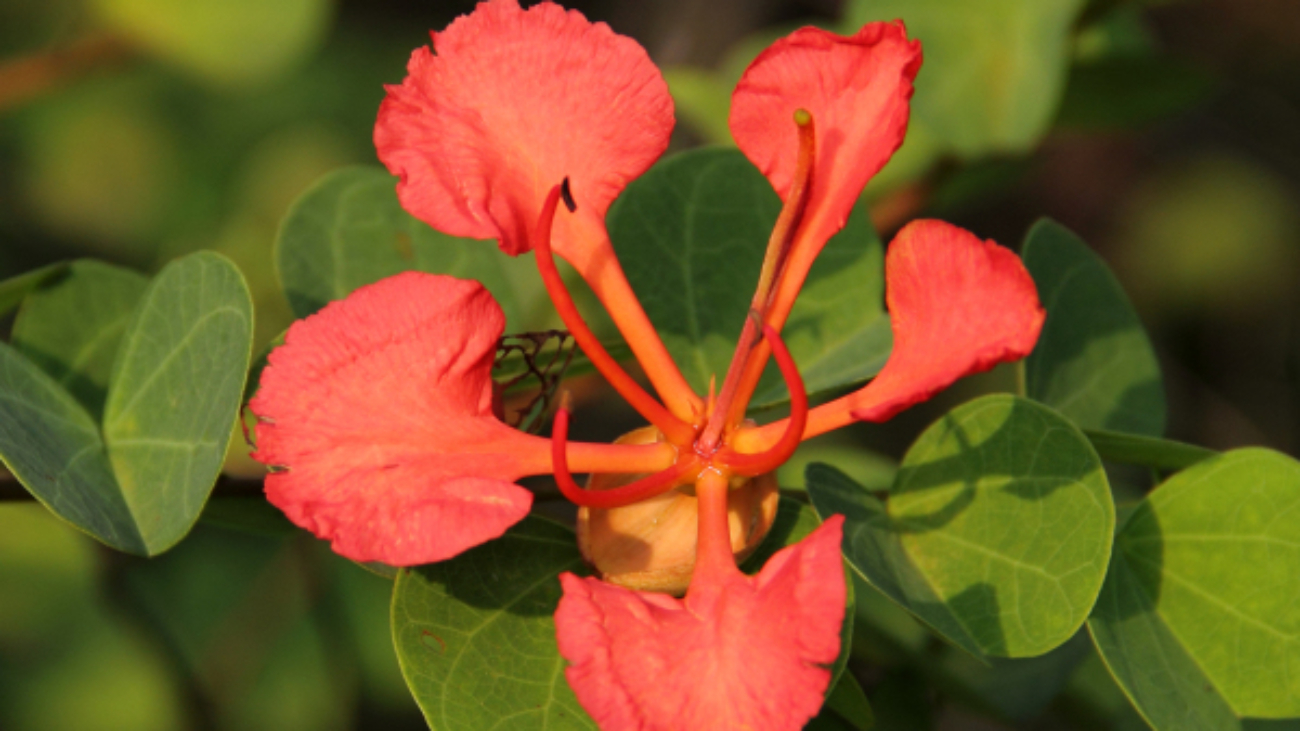 Fan Wen (wikipedia.org)