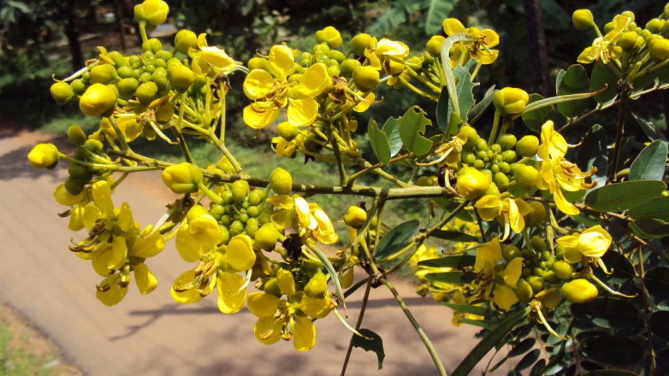 Vinayaraj CC BY-SA 3.0 Wikimedia Commons