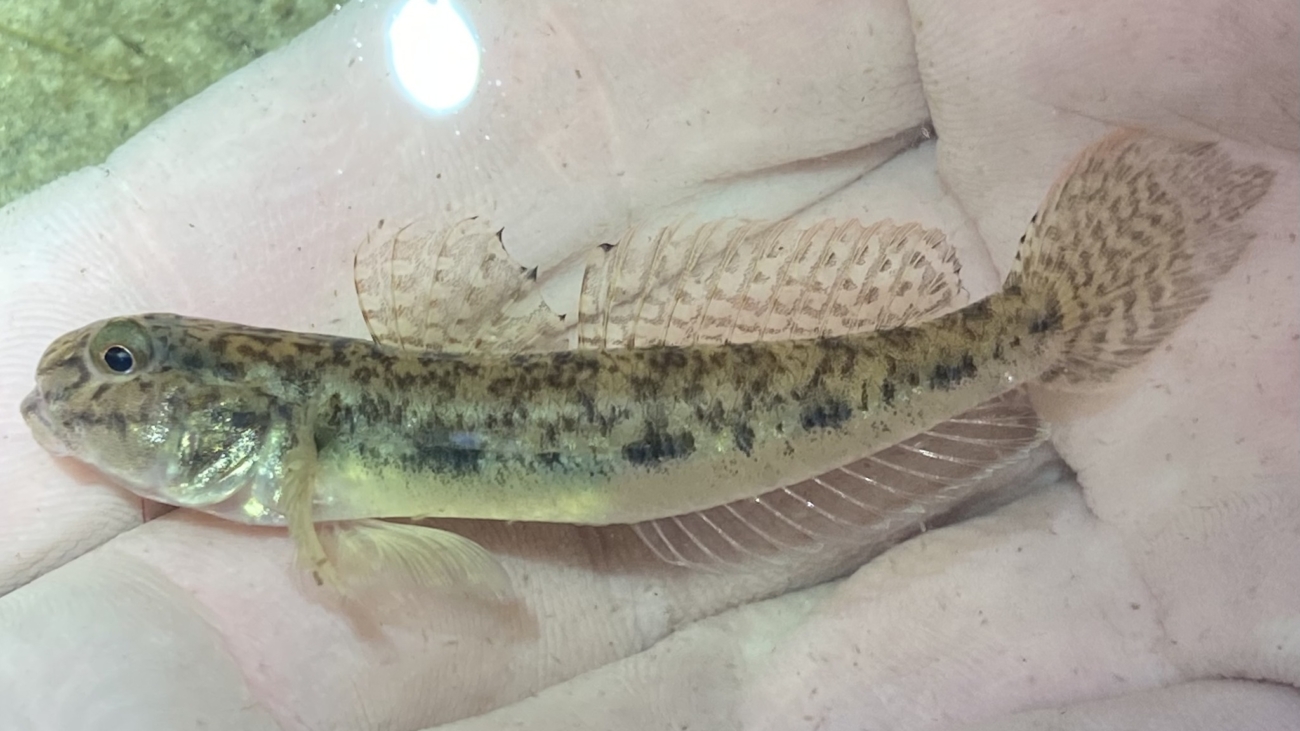 Ctenogobius shufeldti original