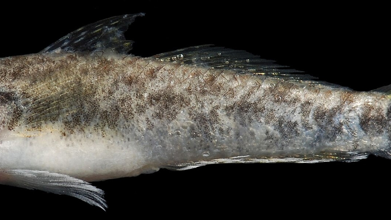 Evorthodus_lyricus_(S1242)_0149_(28991738258)