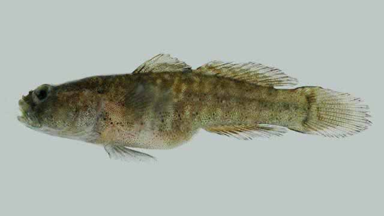 Gobiosoma schultzi4184_3048