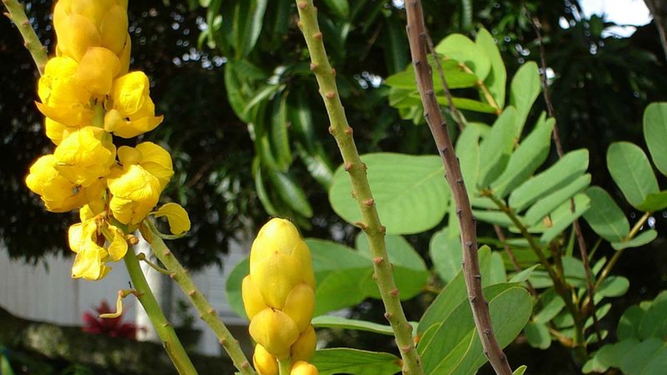 Tauʻolunga wikimedia commons