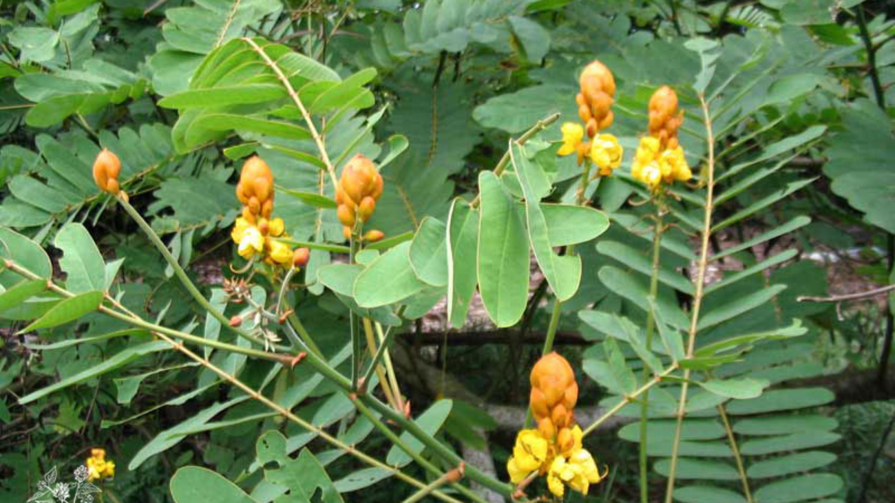 Rafael Ocampo & L. Germosén-Robineau