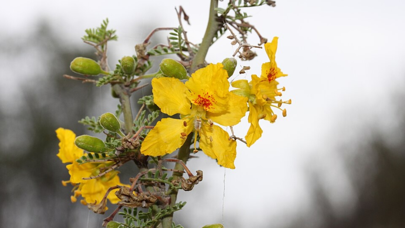 Especies-mendoza-23 wikimedia commons