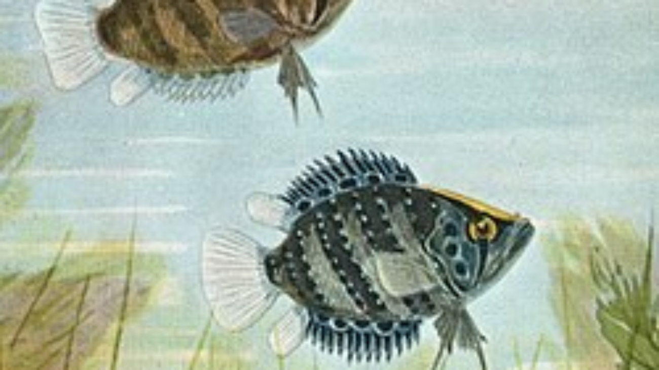 250px-Polycentrus_schomburgkii