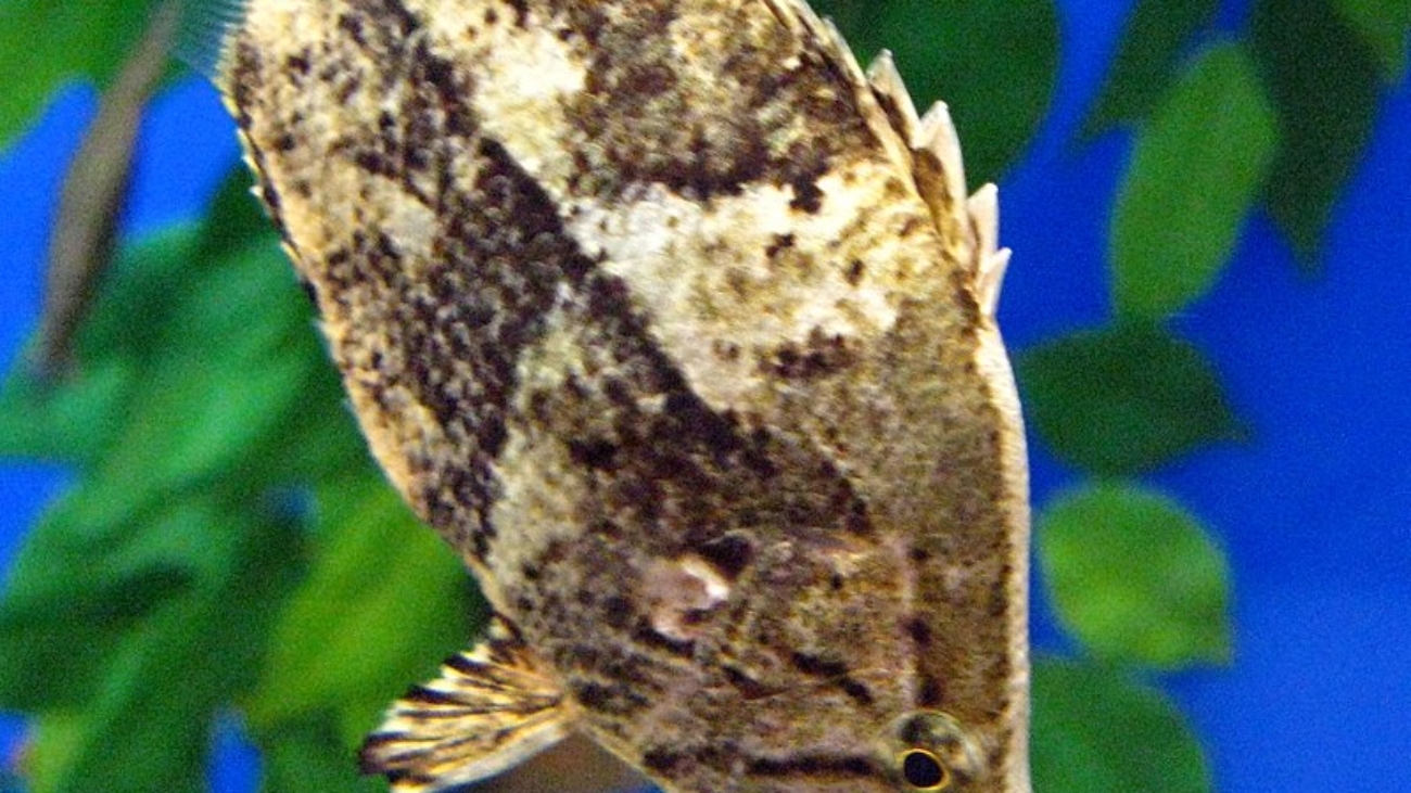 800px-Monocirrhus_polyacanthus_03