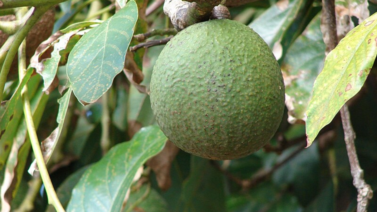 Forest & Kim Starr WIKIPEDIA.ORG