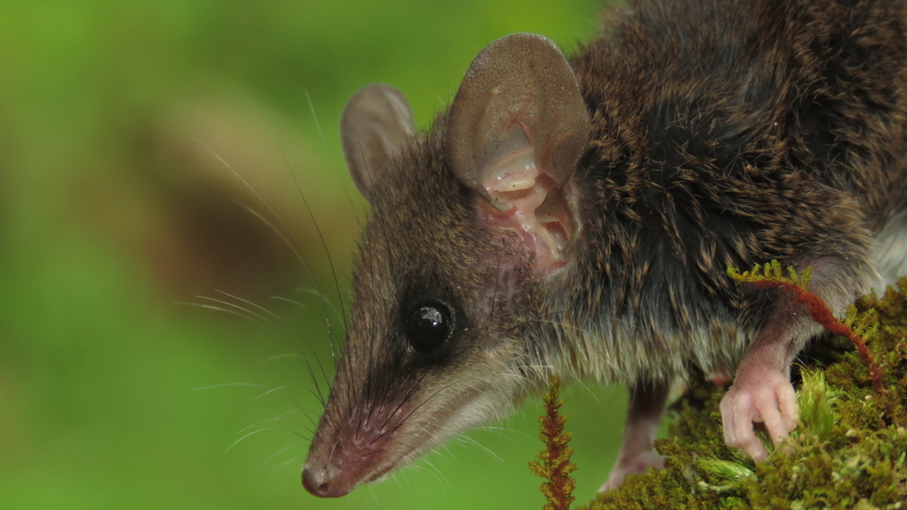 Marmosops parvidens 1