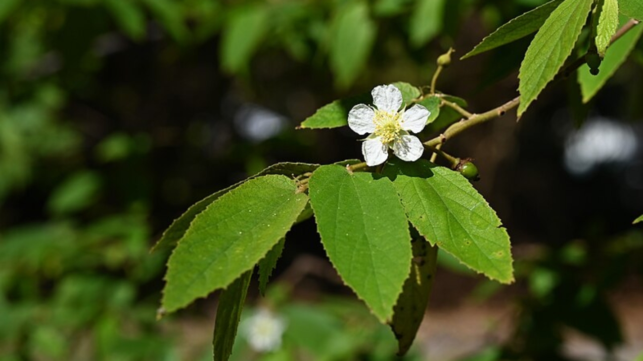 Krzysztof Ziarnek, Kenraiz