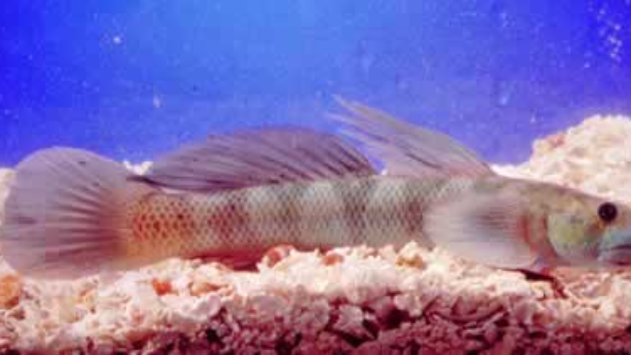 Olivo_(aka,_Ceti)_(English=Sirajo_Goby)_(Taxonomy=Sicydium_plumieri)