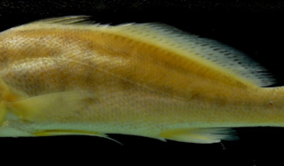 Pachyurus schomburgkii 83.9 mm