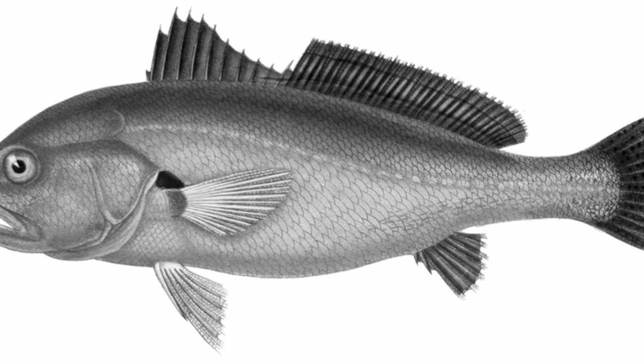 Plagioscion-squamosissimus-endemic-to-the-Amazonian-Basin-collected-in-Lake-Silvana