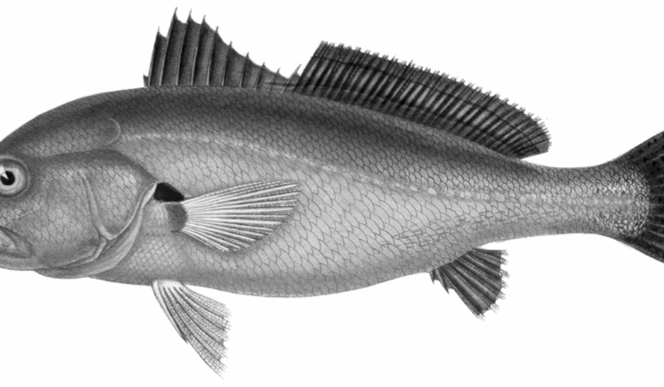 Plagioscion-squamosissimus-endemic-to-the-Amazonian-Basin-collected-in-Lake-Silvana