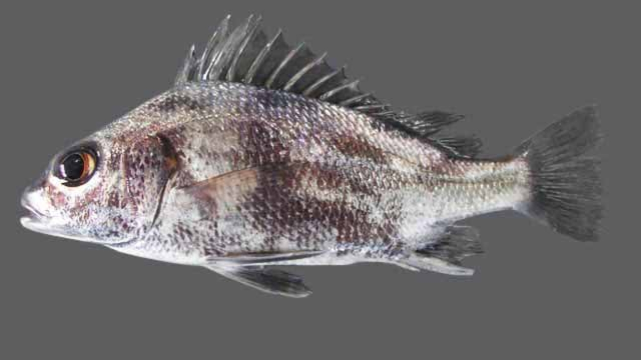 Rhonciscus crocro5875_12878