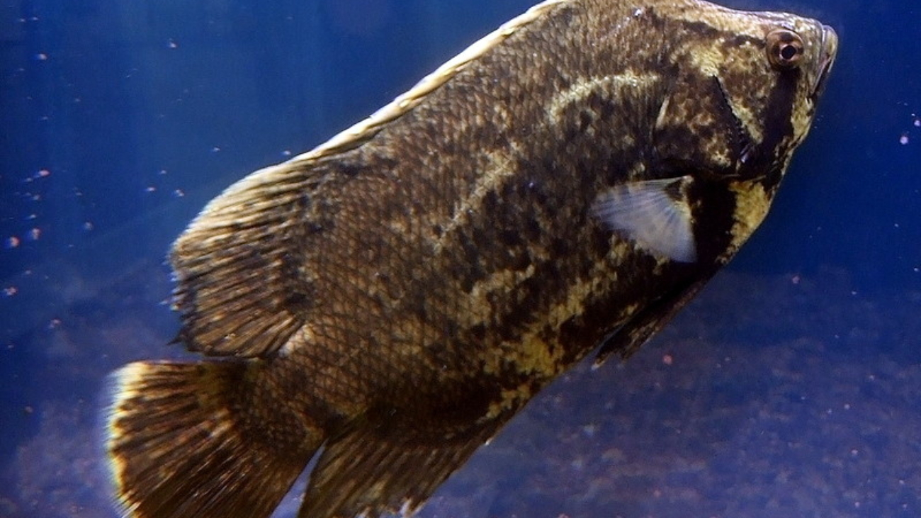 Tripletail_Lobotes_surinamensis