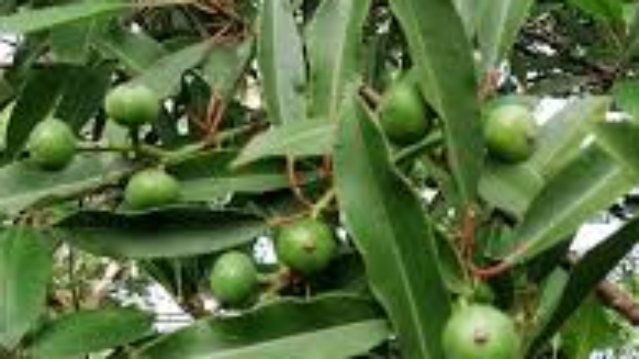 (c) Yader Sageth Ruiz – todos los derechos reservados