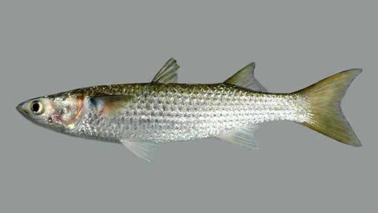 lisa amarilla 3865_4480