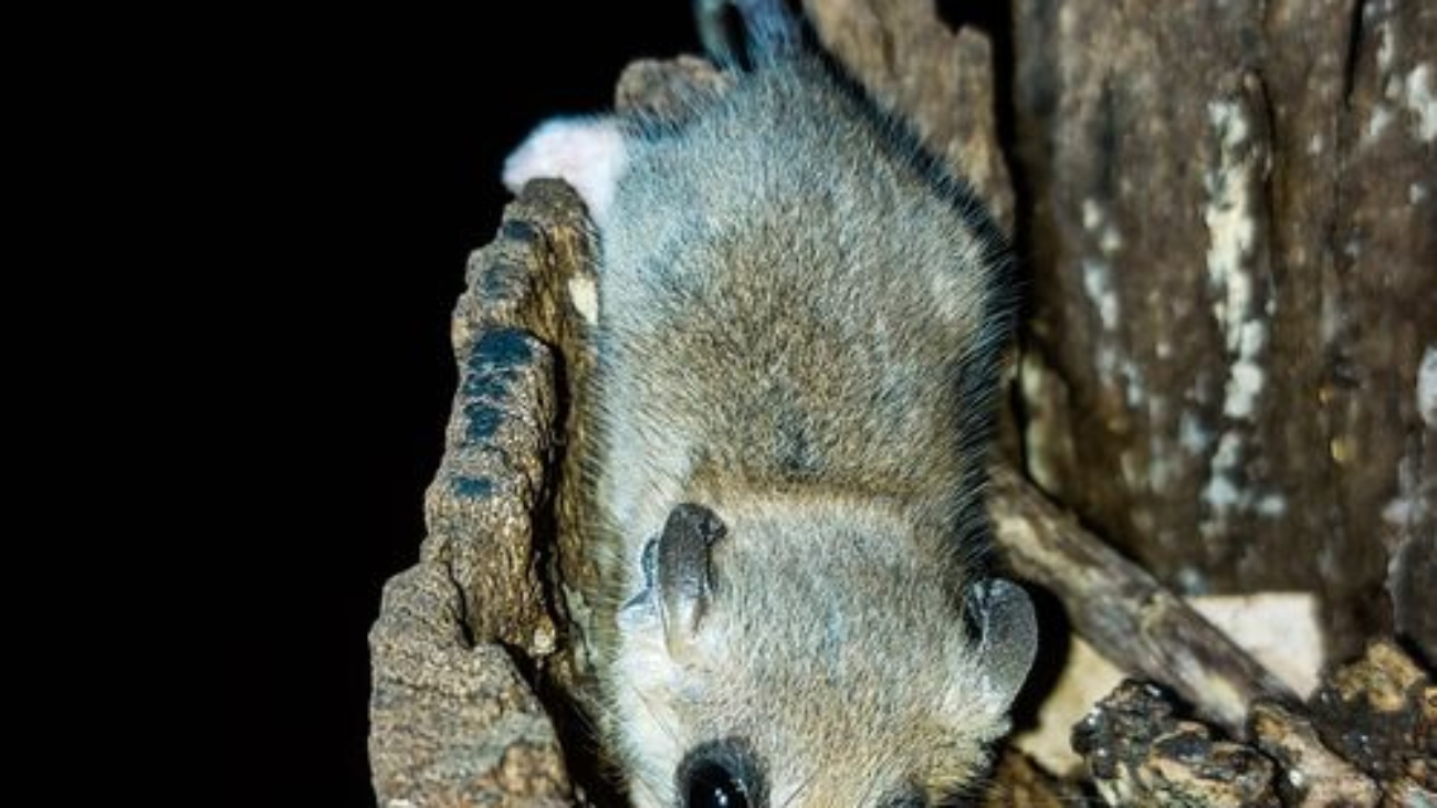 marmosa demerarae