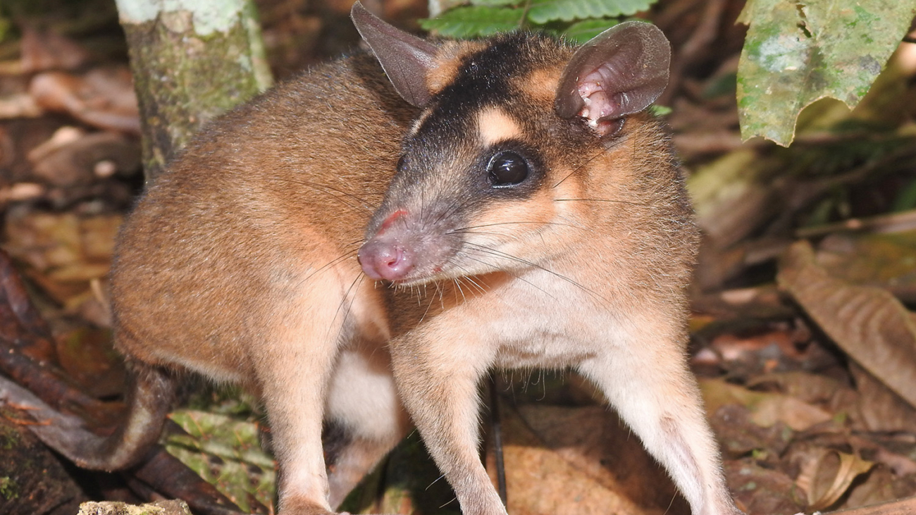 metachirus nudicaudatus