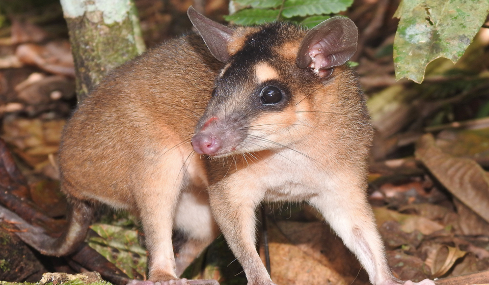 metachirus nudicaudatus