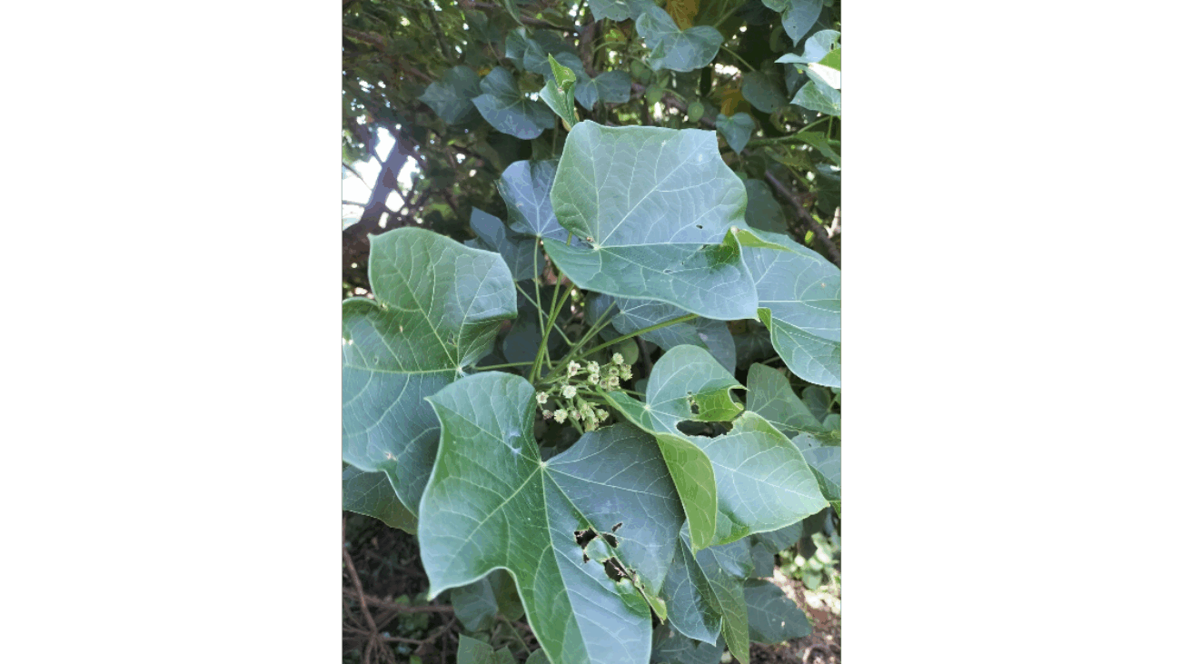 Mashudu Inaturalist