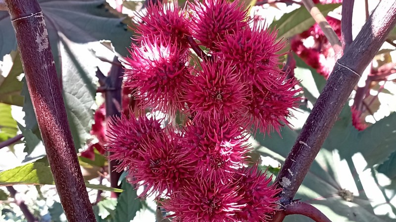 Juan Carlos Fonseca Mata wikipedia.org