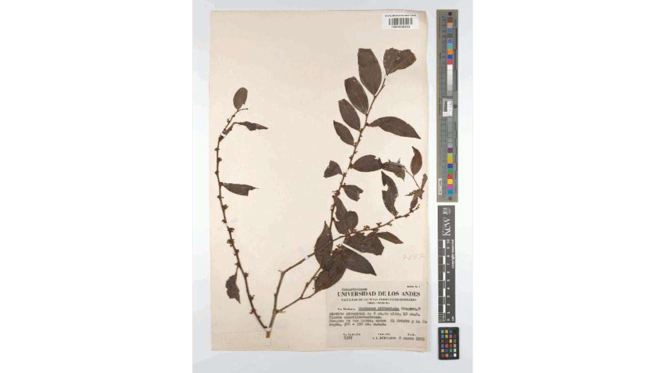 Royal Botanic Gardens, Kew