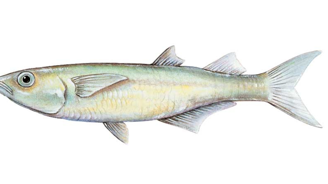 Atherinella_venezuelae_imagen_02