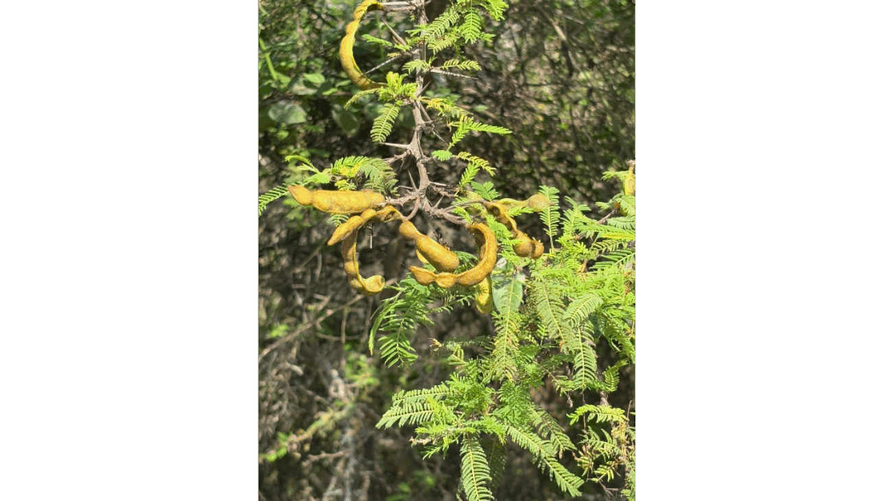 jennifer_clifford  Inaturalist