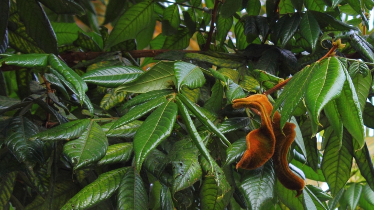 Photograph by: Feroze Omardeen