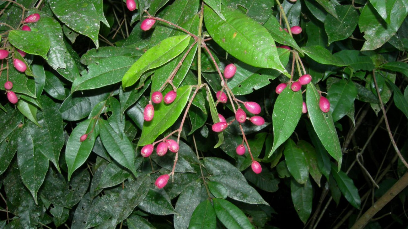 Daniela Zappi © RBG Kew