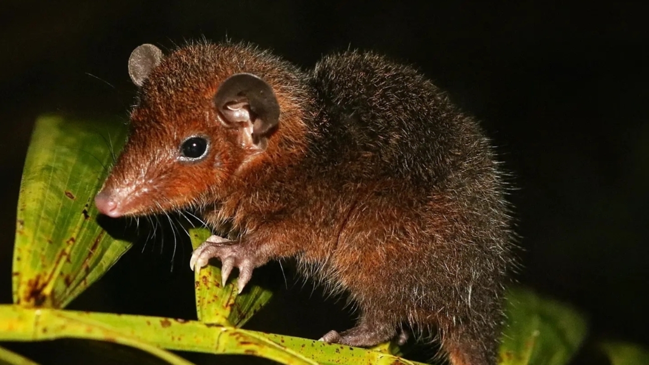 Monodelphis brevicaudata