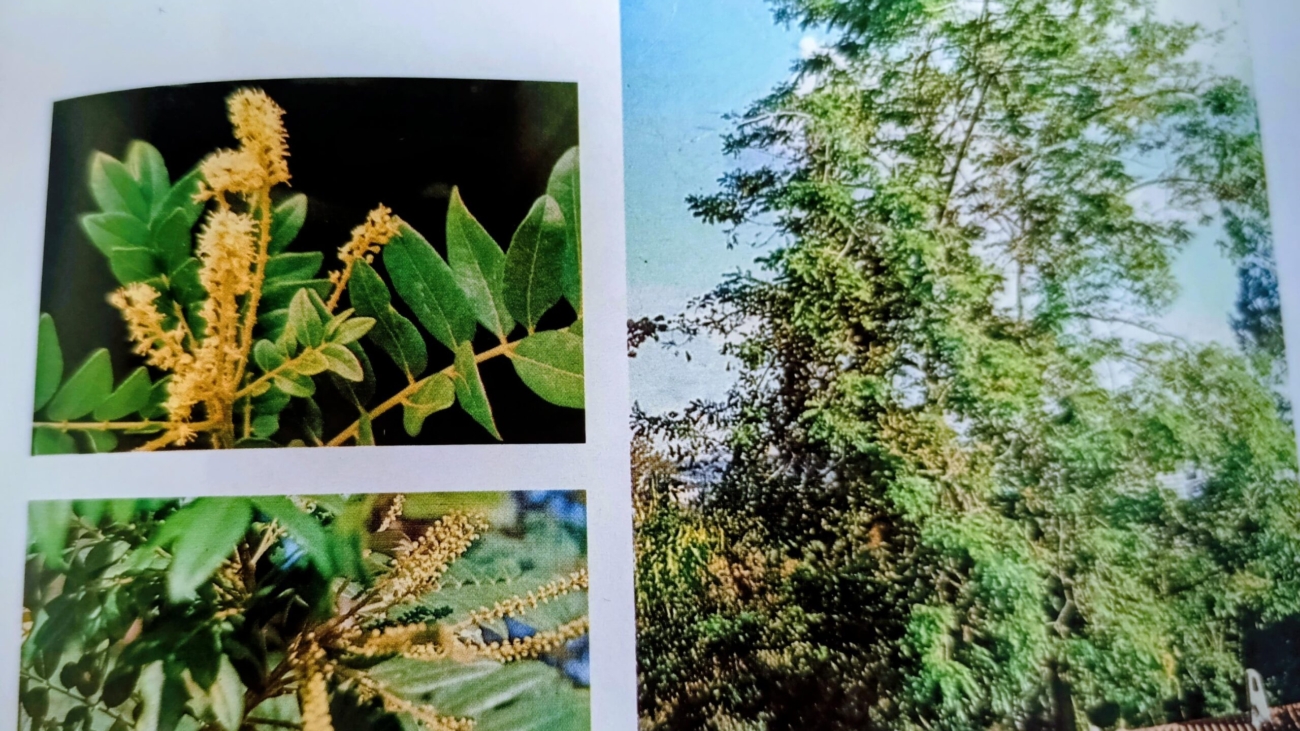 Jesus Hoyos (Árboles de Caracas)