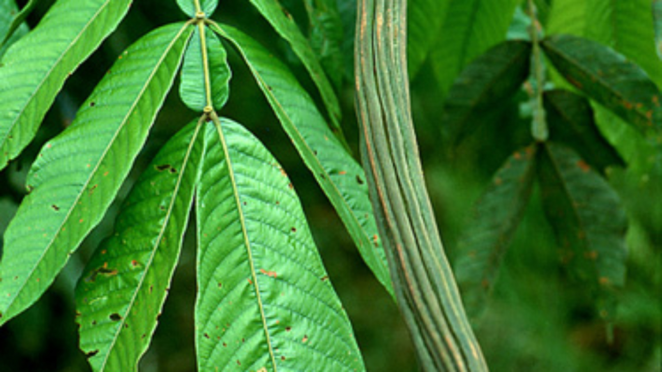 Robin B. Foster, (c) Field Museum of Natural History - CC BY-NC 4.0