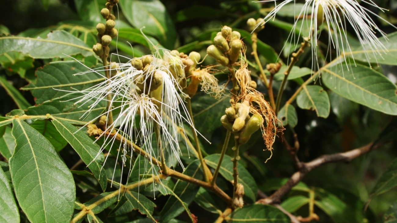 Inga vera Willd. subsp. affinis (DC.) T.D.Penn. - Specimen Zappi, D.C. 1840
ID:7102 © RBG Kew https://creativecommons.org/licenses/by/3.0/