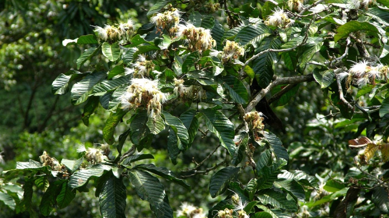 Inga spectabilis image
Steven Paton