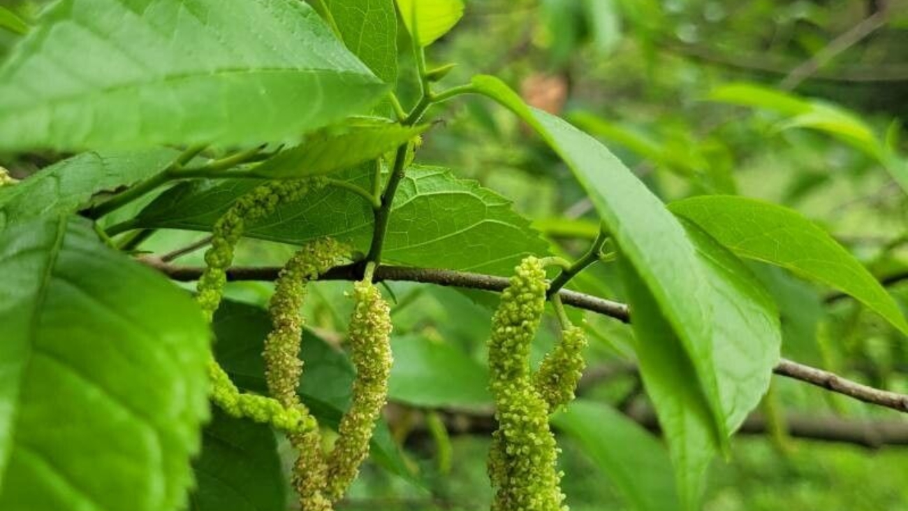 Samuel Souza CC BY-SA Pl@nt Net