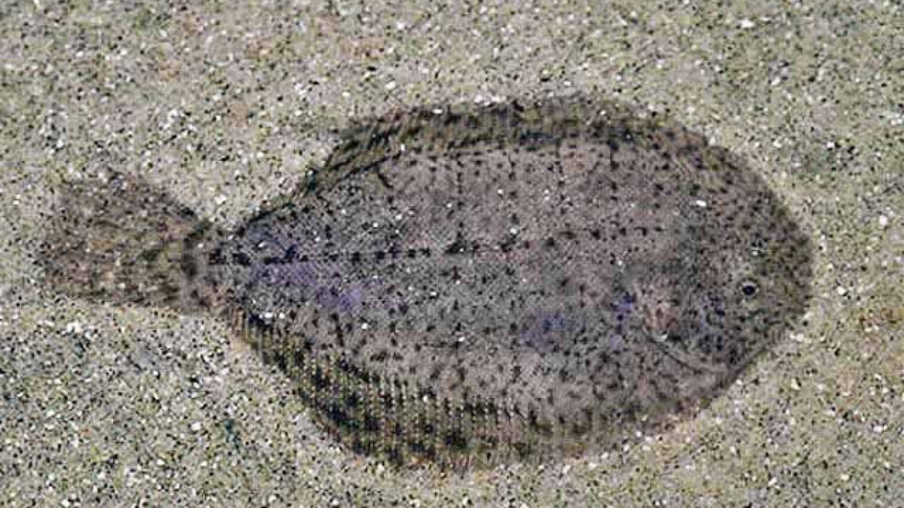 Crédito de la Imagen:
Sazima Ivan