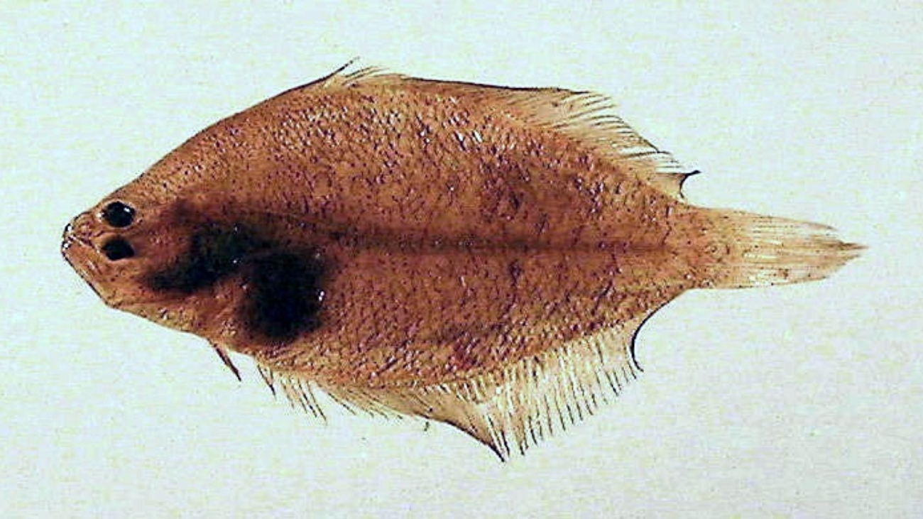 Citharichthys_spilopterus1