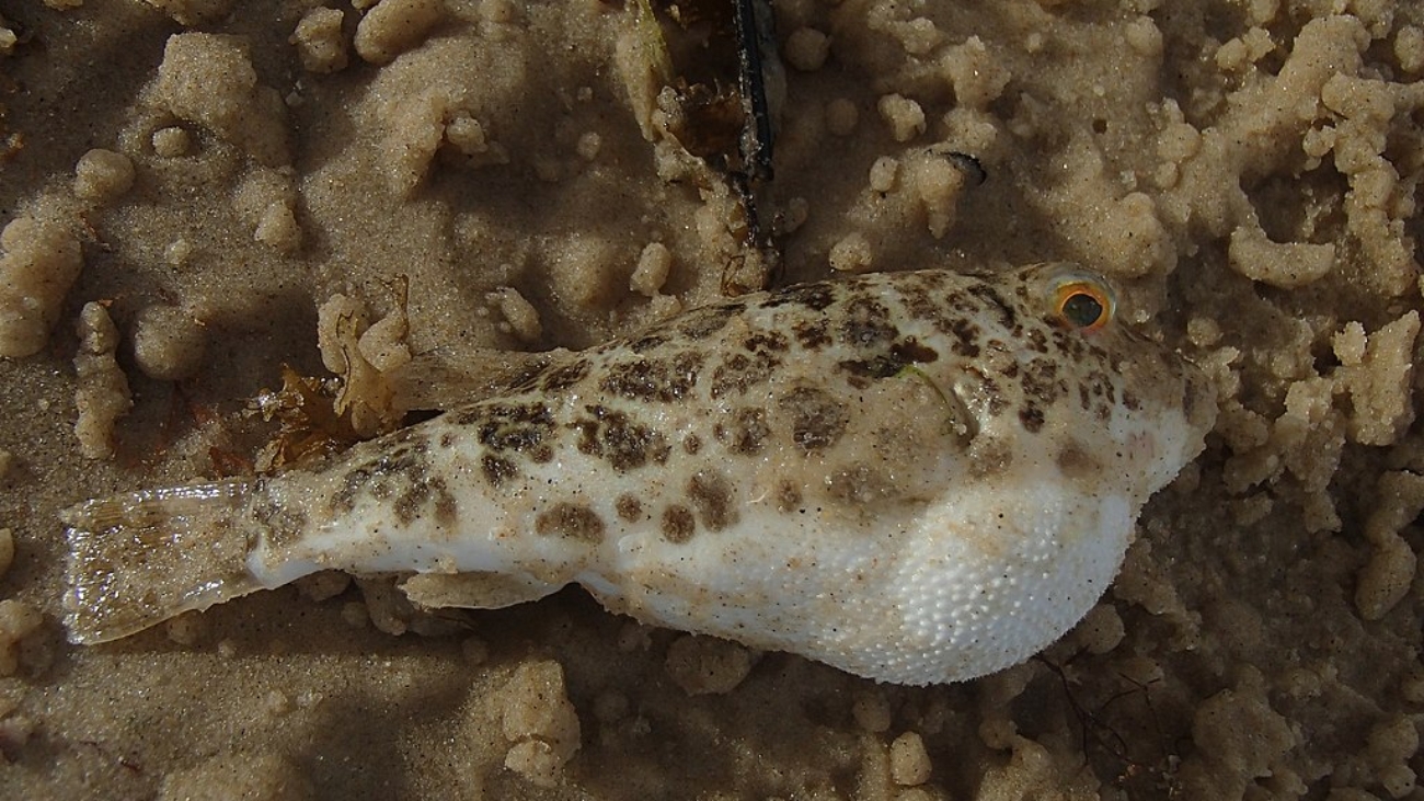 Sphoeroides_greeleyi_60056724