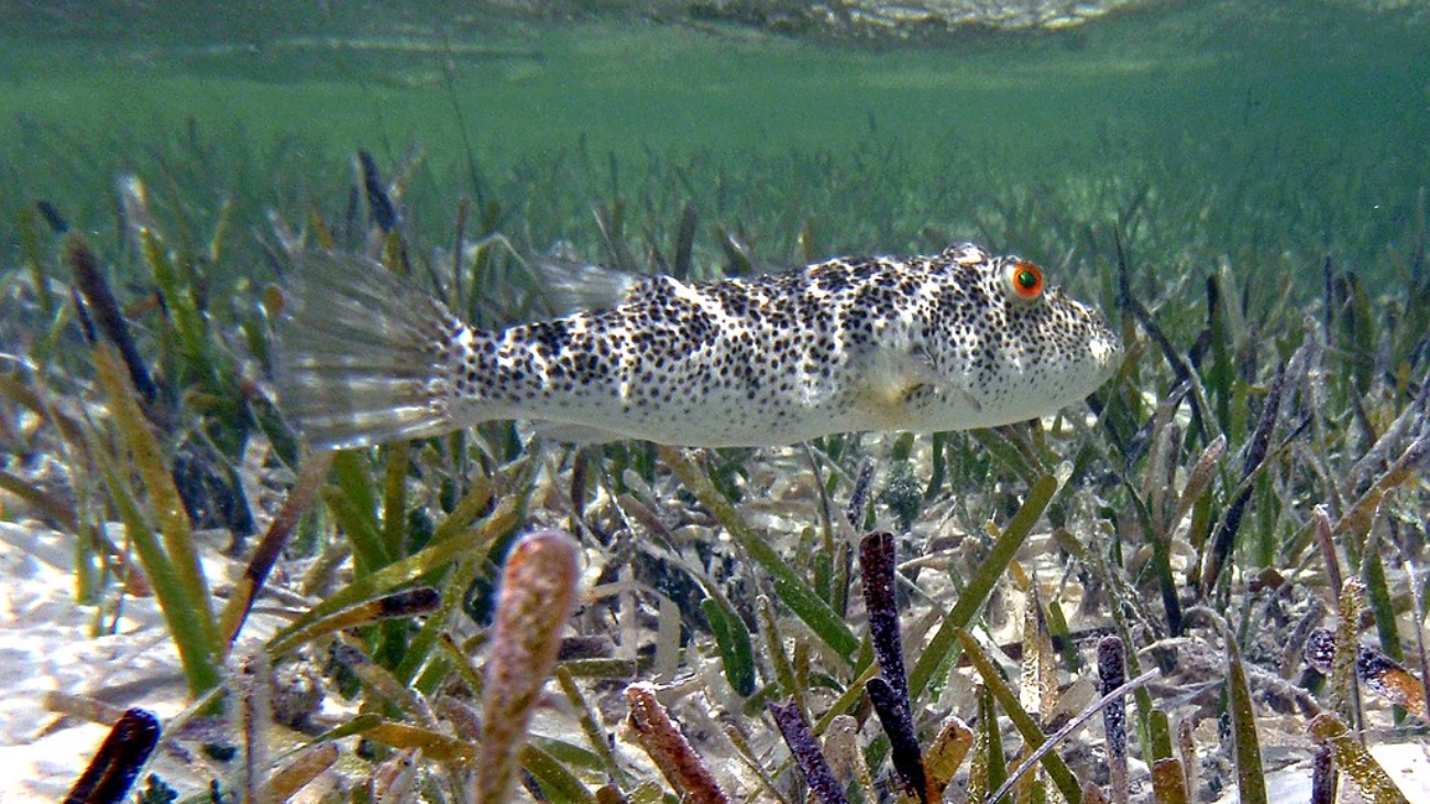 James St. John - Sphoeroides testudineus (pez globo cuadriculado) (Isla de San Salvador, Bahamas)