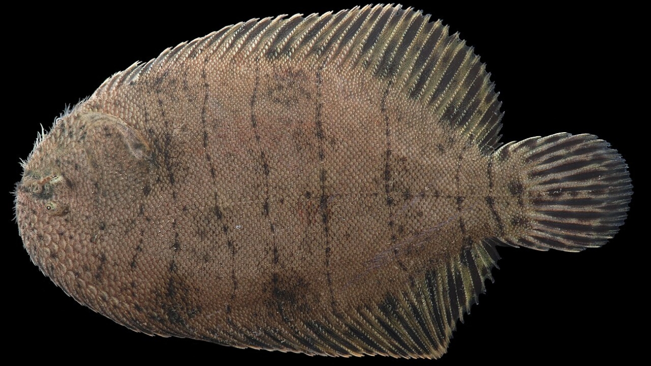 Trinectes_maculatus_RR_08-11-19_0536_(48611703692)