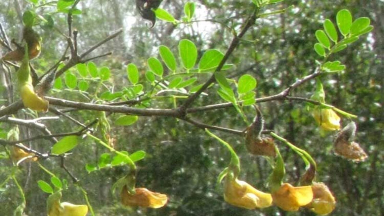 Royal Botanic Gardens KEW