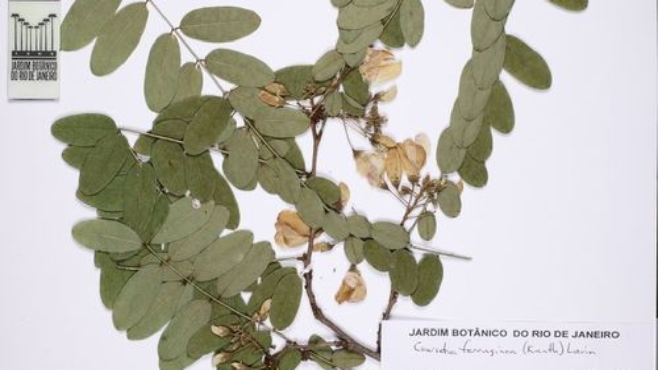 Rio de Janeiro Botanical Garden