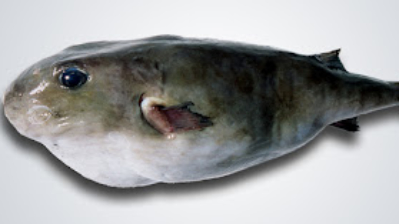 Sphoeroides pachygaster (Müller & Troschel, 1848)