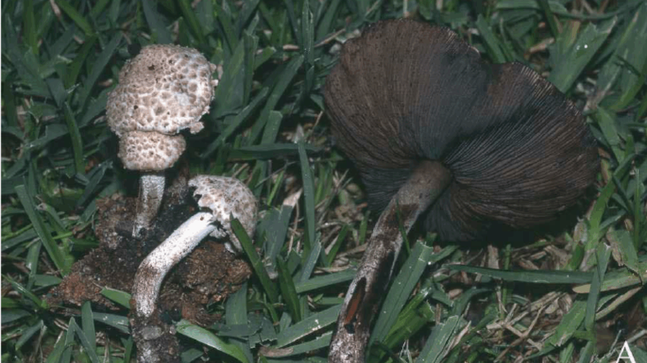 - Agaricus guachari , A basidiomata; B. hyaline cheilocystidia; C. pigmented cheilocystidia; D. basidia; E. spores; F. pileipellis hyphae. Bar = 10 μm. MA- Fungi 34253 (holotype). Photos: A: F. D. Calonge; B-F: J. Geml.