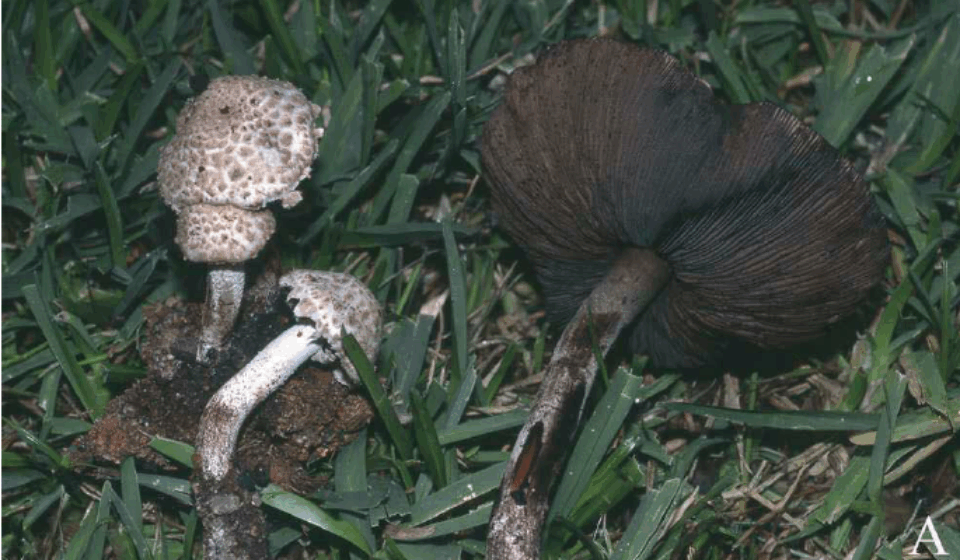 - Agaricus guachari , A basidiomata; B. hyaline cheilocystidia; C. pigmented cheilocystidia; D. basidia; E. spores; F. pileipellis hyphae. Bar = 10 μm. MA- Fungi 34253 (holotype). Photos: A: F. D. Calonge; B-F: J. Geml.