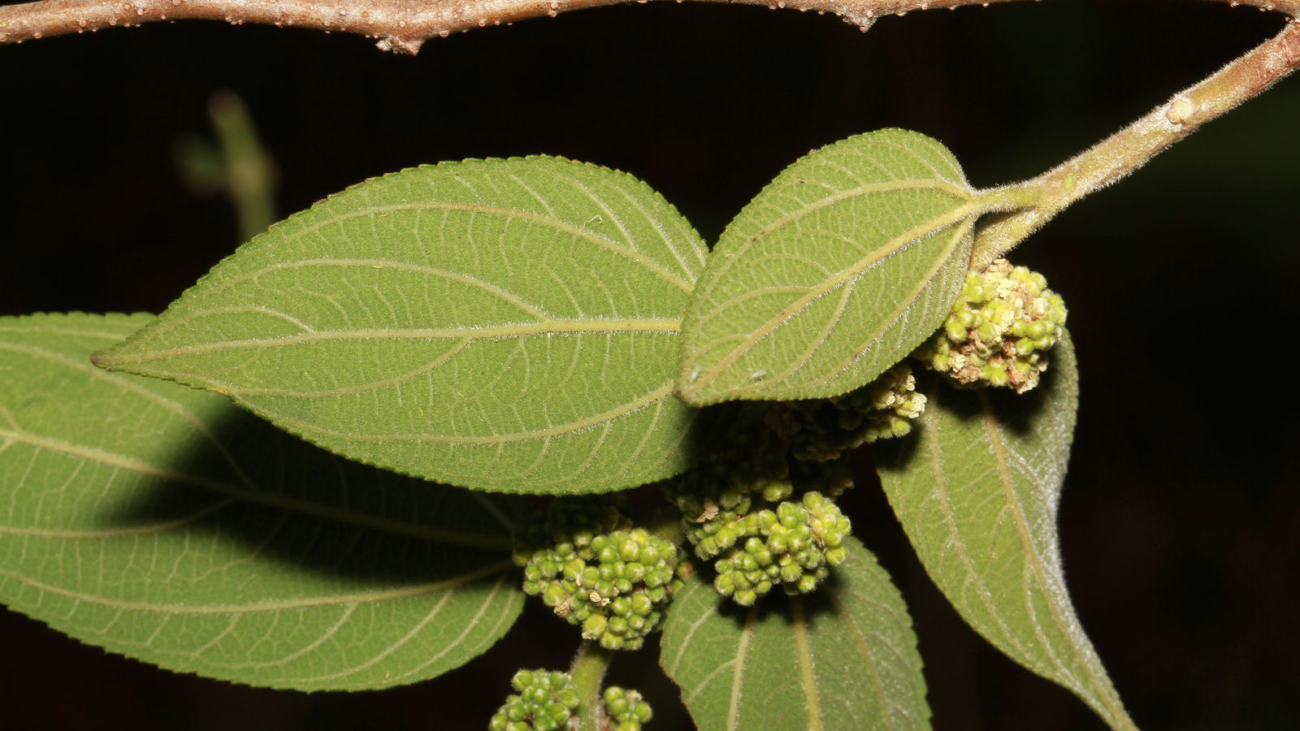 Trema micrantha - Yoloxóchitl, San Luis Acatlán, Guerrero, México.
ID:1463202 Not Kew Copyright. Only licensed for display purposes in POWO.
Kenia Velasco