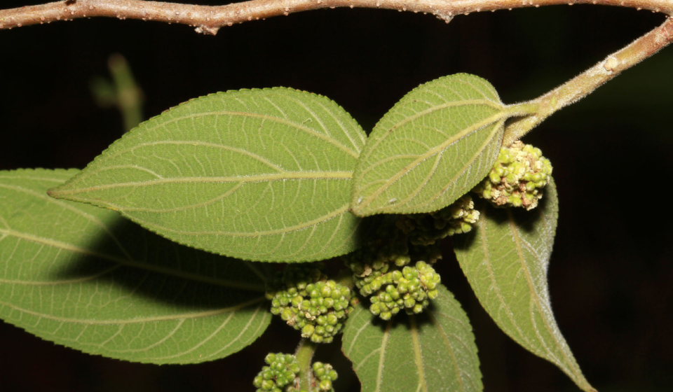 Trema micrantha - Yoloxóchitl, San Luis Acatlán, Guerrero, México.
ID:1463202 Not Kew Copyright. Only licensed for display purposes in POWO.
Kenia Velasco